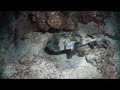 divetrip-GC-July divetrip-GC-July