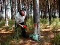 Resinagem de Pinus elliottii - Brasil (1)