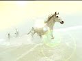 Search Video