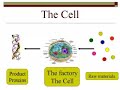 Learning Industrial Engineering from The Qur\