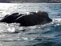 ballenas puerto madryn