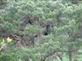 Siamang Gibbons at Monkey World Dorset