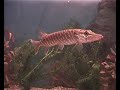 Het nieuwe aquarium voor Bluppie