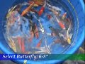 Blackwater Creek: Select Butterfly Koi 6-8\" Blackwater Creek: Select Butterfly Koi 6-8\"