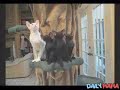 cat symphony cat symphony