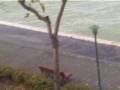 videos de Acqua alta eccezionale - 1 dicembre 2008