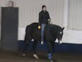Bareback n Bridless