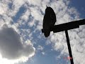 μακης χριστοδουλοπουλος ,τα στεφανα,ζωντανα στις αμπαρες