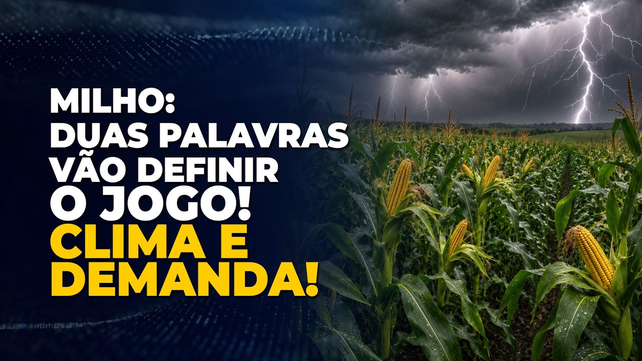 MILHO: DUAS PALAVRAS VÃO DEFINIR O JOGO! CLIMA E DEMANDA!