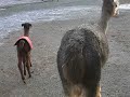 Newborn alpaca cria at play Newborn alpaca cria at play
