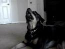Junkyard Dog Blues