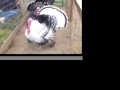 Farm Sanctuary video