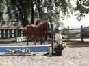 Riley, yearling hanoverian gelding