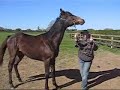 Horse fun!