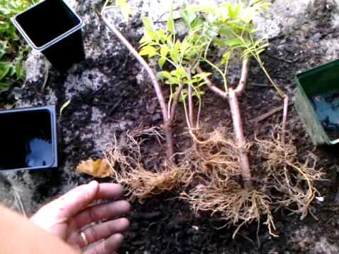 how to transplant elderberry bushes