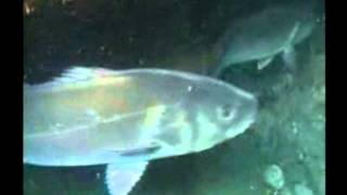 Pesca submarina en kayak de mar. Parte II