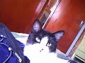 Gata se lambendo_Baby Gata se lambendo_Baby