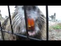 HD test?The protruding teeth of coypu HD test?The protruding teeth of coypu