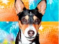 My Dog\