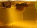 Bicolor BF (Salamander) HM Pair Spawning Bicolor BF (Salamander) HM Pair Spawning