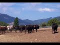 Elche de la Sierra fiestas 2007 encierros