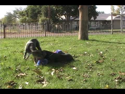 Doberman puppies playing, blue doberman pinscher puppy for sale, AKC puppies
