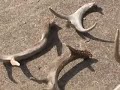Monster Racks Whitetail, Elk, Cariboo, Mule Deer Sheds 20-pt