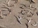 Monster Racks Whitetail, Elk, Cariboo, Mule Deer Sheds 20-pt