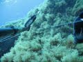 Pescasub: Tordi Pescasub: Tordi
