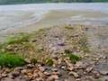 videos de Water flowing towards the river