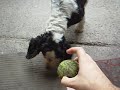 The blind dog attacks again! - El perro ciego sorprende de nuevo!