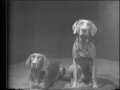An early video of William Wegman featuring two of his Weimaraners. On the right is the great Man Ray, who was Wegman's first & much-beloved Weimaraner, Many thanks to Youtuber Sobylmine for pointing out my initial mis-identification of Man Ray! I do not know the name of the dog on the right . . .??