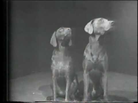 Collection: William Wegman Videos