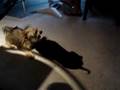 brutus and howie rematch II