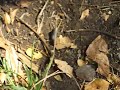 Epileptic Caterpillar  Epilepsy Anticonvulsants
