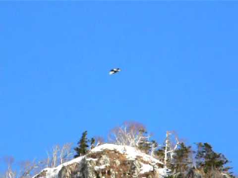 steller sea eagle