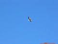 Soaring Steller's sea-eagle Soaring Steller's sea-eagle