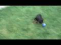 Guinness the psycho puppy