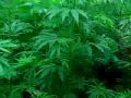 Malana Ganj