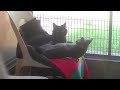 Click here to watch this video Vader and Jocasta