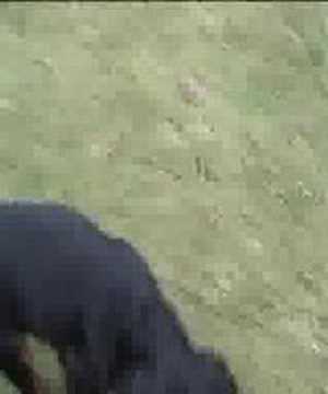 Gordon Setter Puppy Luka