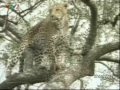 dong vat hoang da chau phi san moi ĐỘNG VẬT SĂN MỒI Ở CH&Acirc;U PHI ( phần 3 ) - YouTube