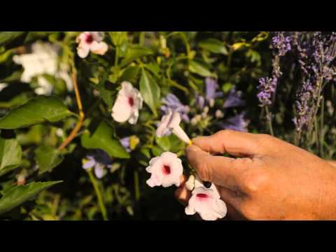 how to plant wildflowers