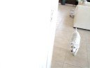 Mini Schnauzer tricks - Jasper rules!