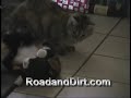 Dog breaks up Cat fight FUNNY!!
