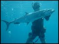 spearfishing-tweed-australia-snapper-jewfish-cobia.html