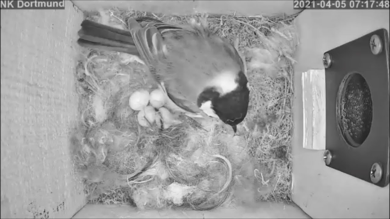 Kohli erhöht nach Osterpause auf 4 Eier | 05.04.2021