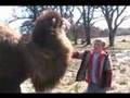 Gentle Camels