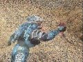 funny halo pictures