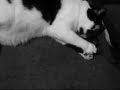 Scattabraign Tibby